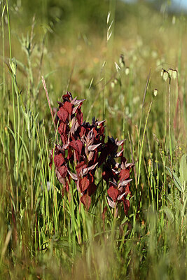 BUITEN BEELD Foto: 440795