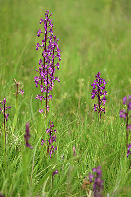 BUITEN BEELD Foto: 440797