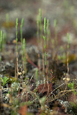 BUITEN BEELD Foto: 440801
