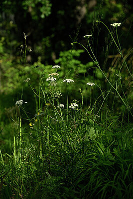 BUITEN BEELD Foto: 440810