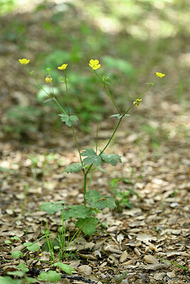 BUITEN BEELD Foto: 440811