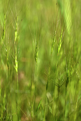 BUITEN BEELD Foto: 440812