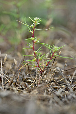 BUITEN BEELD Foto: 440813