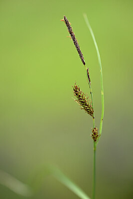 BUITEN BEELD Foto: 440815