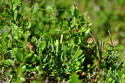 BUITEN BEELD Foto: 440817