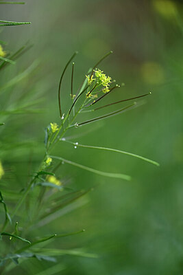 BUITEN BEELD Foto: 440819