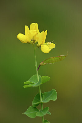 BUITEN BEELD Foto: 440820