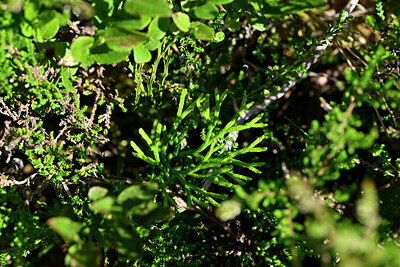 BUITEN BEELD Foto: 440821