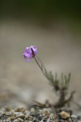 BUITEN BEELD Foto: 440825