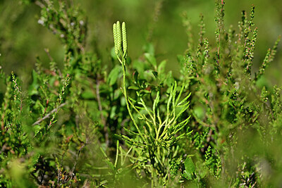 BUITEN BEELD Foto: 440827