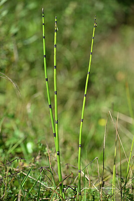 BUITEN BEELD Foto: 440828