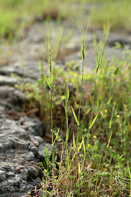 BUITEN BEELD Foto: 440829