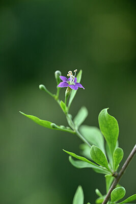 BUITEN BEELD Foto: 440832