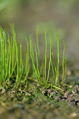BUITEN BEELD Foto: 440833