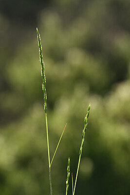 BUITEN BEELD Foto: 440834