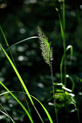 BUITEN BEELD Foto: 440835