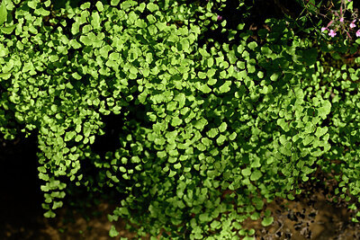 BUITEN BEELD Foto: 440836