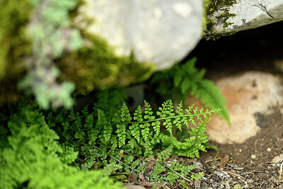 BUITEN BEELD Foto: 440838