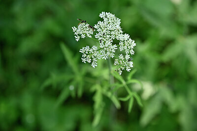 BUITEN BEELD Foto: 440840