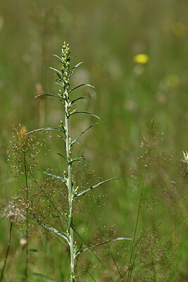 BUITEN BEELD Foto: 440850