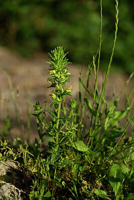 BUITEN BEELD Foto: 440853