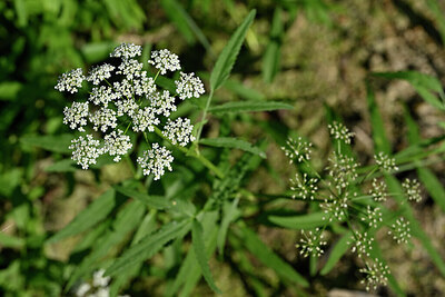 BUITEN BEELD Foto: 440854