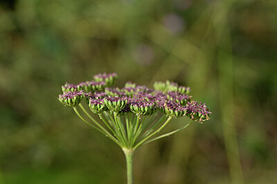 BUITEN BEELD Foto: 440855