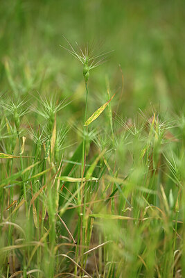 BUITEN BEELD Foto: 440858