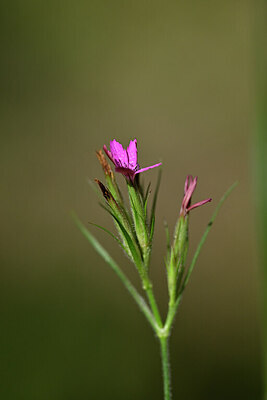BUITEN BEELD Foto: 440860