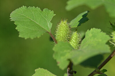 BUITEN BEELD Foto: 440861