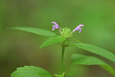 BUITEN BEELD Foto: 440862