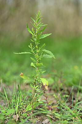 BUITEN BEELD Foto: 440864