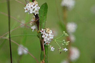 BUITEN BEELD Foto: 440865