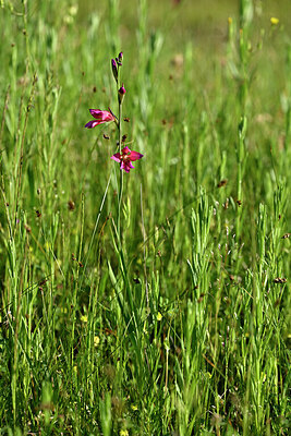 BUITEN BEELD Foto: 440867