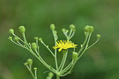 BUITEN BEELD Foto: 440868
