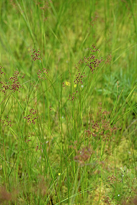 BUITEN BEELD Foto: 440869