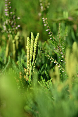 BUITEN BEELD Foto: 440870