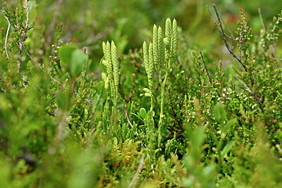 BUITEN BEELD Foto: 440878