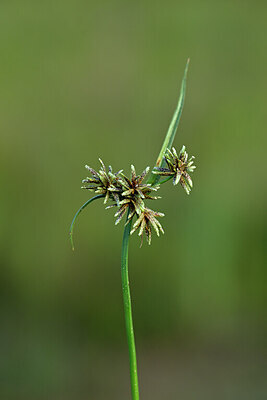 BUITEN BEELD Foto: 440880