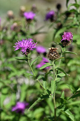 BUITEN BEELD Foto: 440883