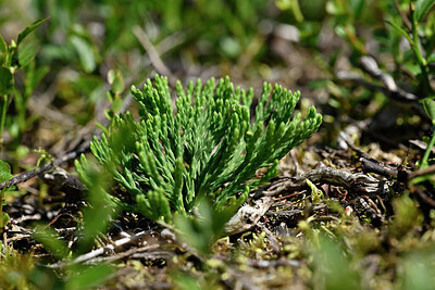 BUITEN BEELD Foto: 440884