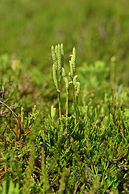 BUITEN BEELD Foto: 440889