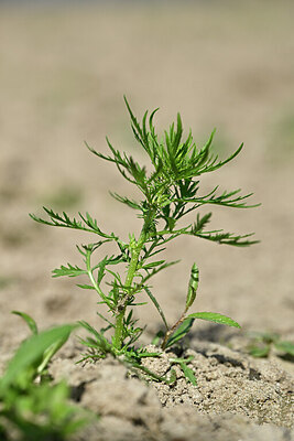 BUITEN BEELD Foto: 440890