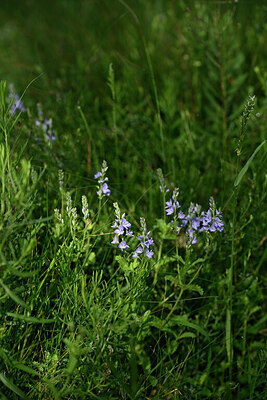 BUITEN BEELD Foto: 440893