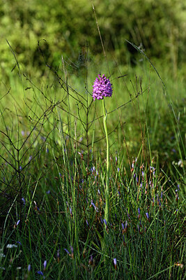 BUITEN BEELD Foto: 440898