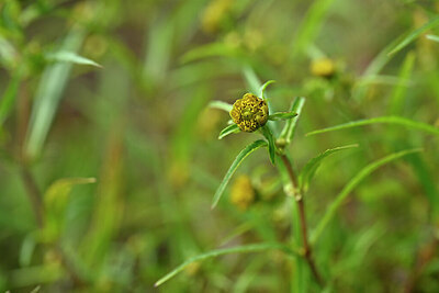 BUITEN BEELD Foto: 440900