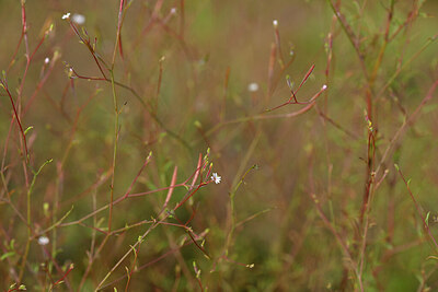 BUITEN BEELD Foto: 440904