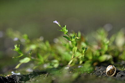 BUITEN BEELD Foto: 440905