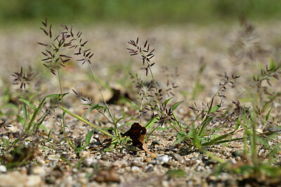 BUITEN BEELD Foto: 440908