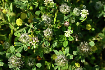 BUITEN BEELD Foto: 440914
